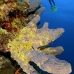 sponge_tube_branching_lw_gc_v_0093_cay1233.jpg